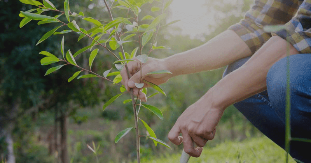 Extra Tree Donation