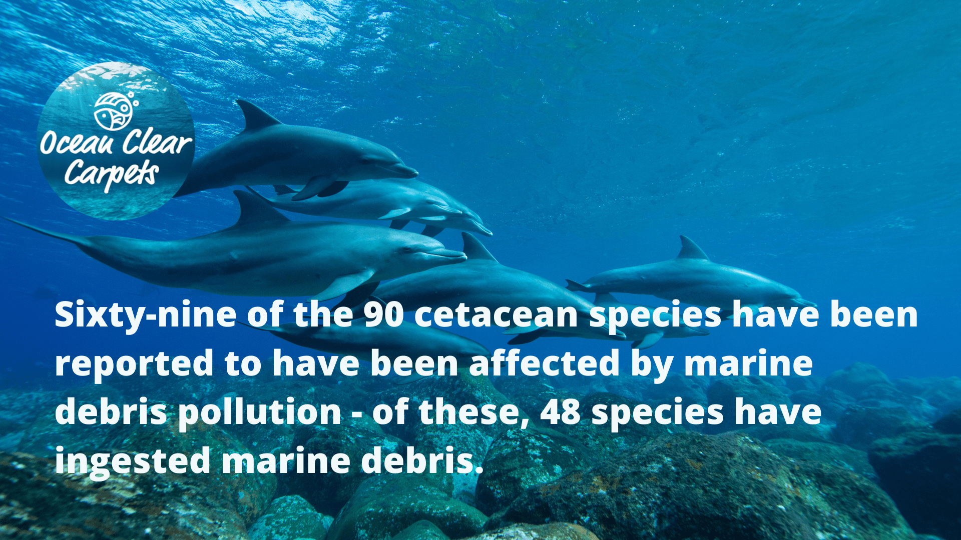 AboutOC_Banner Image Dolphins